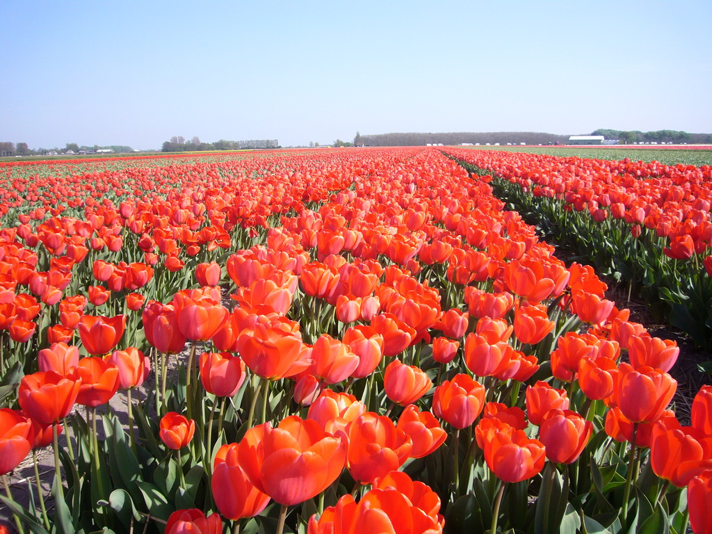 Field with red tulips near Lisse