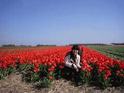 Chinese friend in a field with red tulips near Lisse