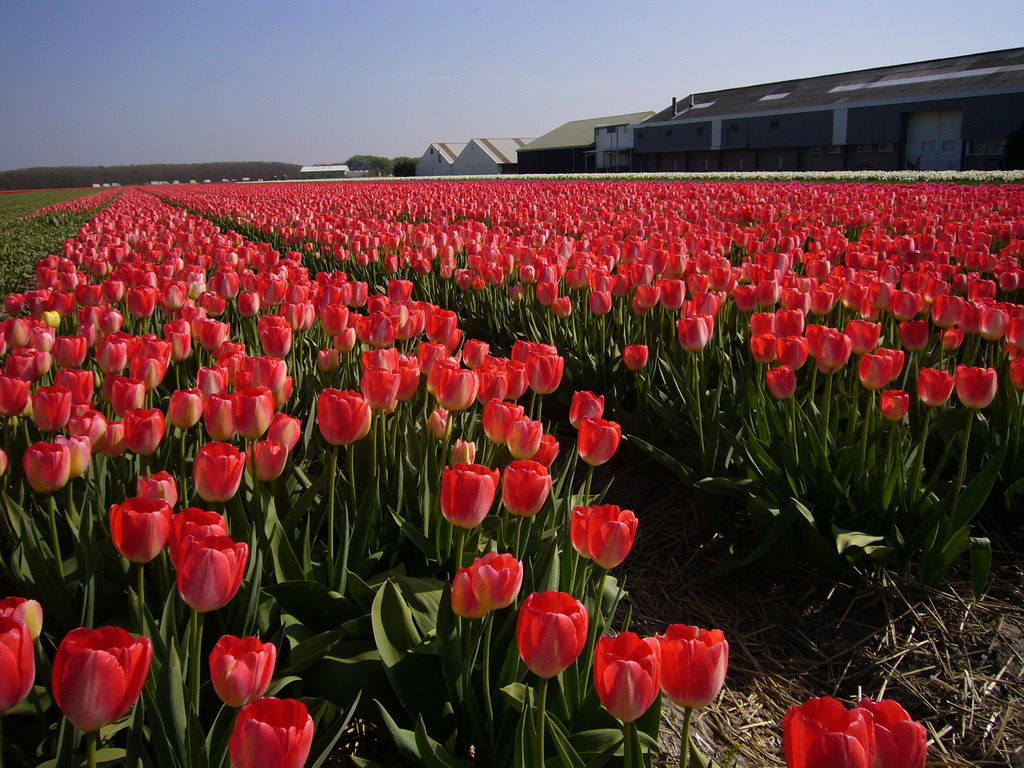 Field with red tulips near Lisse