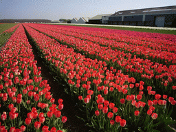 Field with red tulips near Lisse