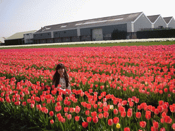 Chinese friend in a field with red tulips near Lisse