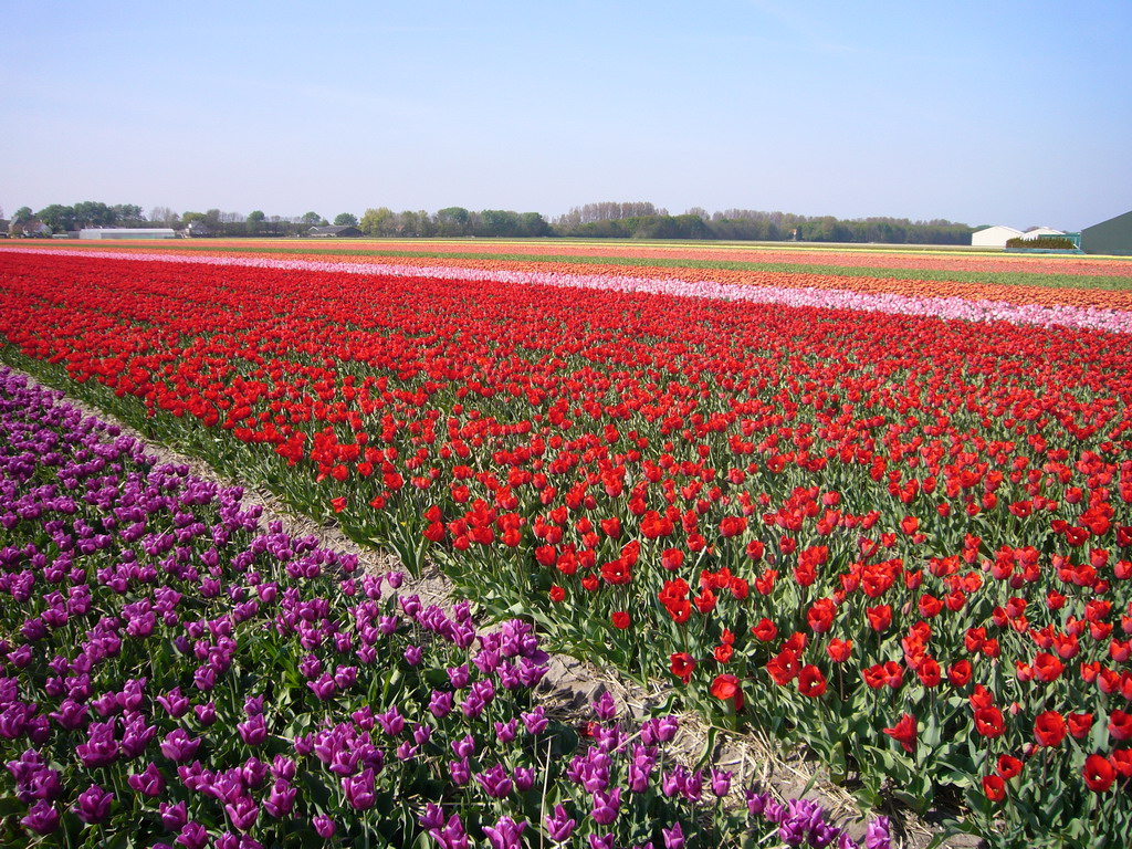 Field with purple, red, pink and orange tulips near Lisse