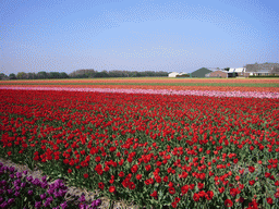 Field with purple, red, pink and orange tulips near Lisse