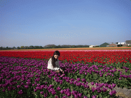 Chinese friend in a field with purple, red, pink and orange tulips near Lisse