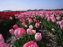 Field with red, pink and orange tulips near Lisse