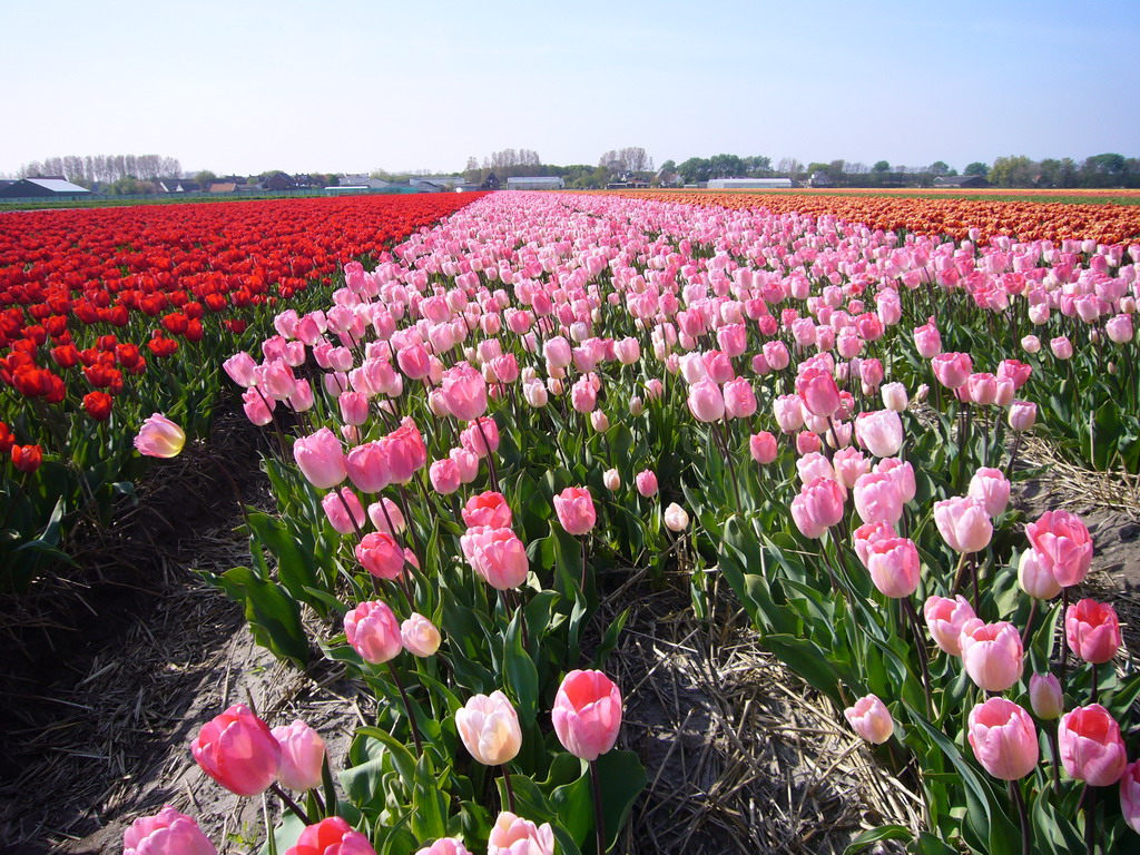 Field with red, pink and orange tulips near Lisse