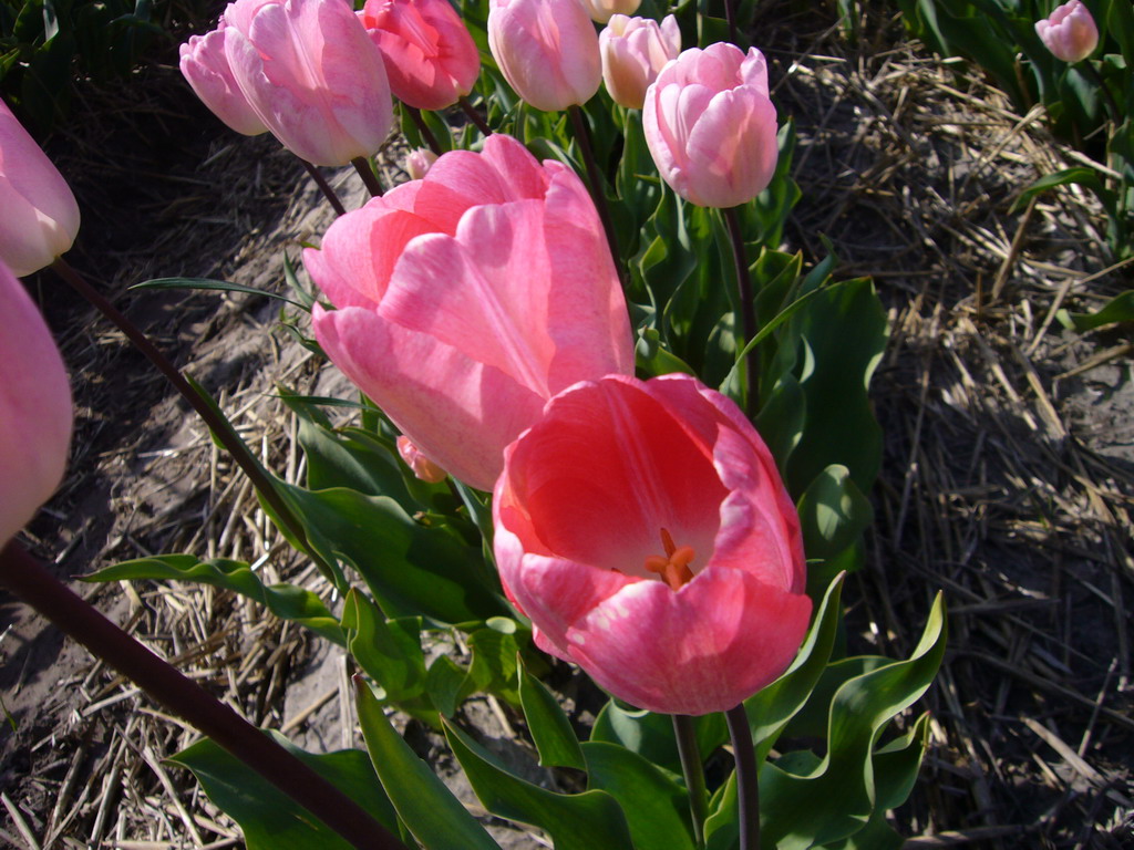 Pink tulips in a field near Lisse