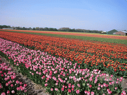 Field with pink, red and orange tulips near Lisse