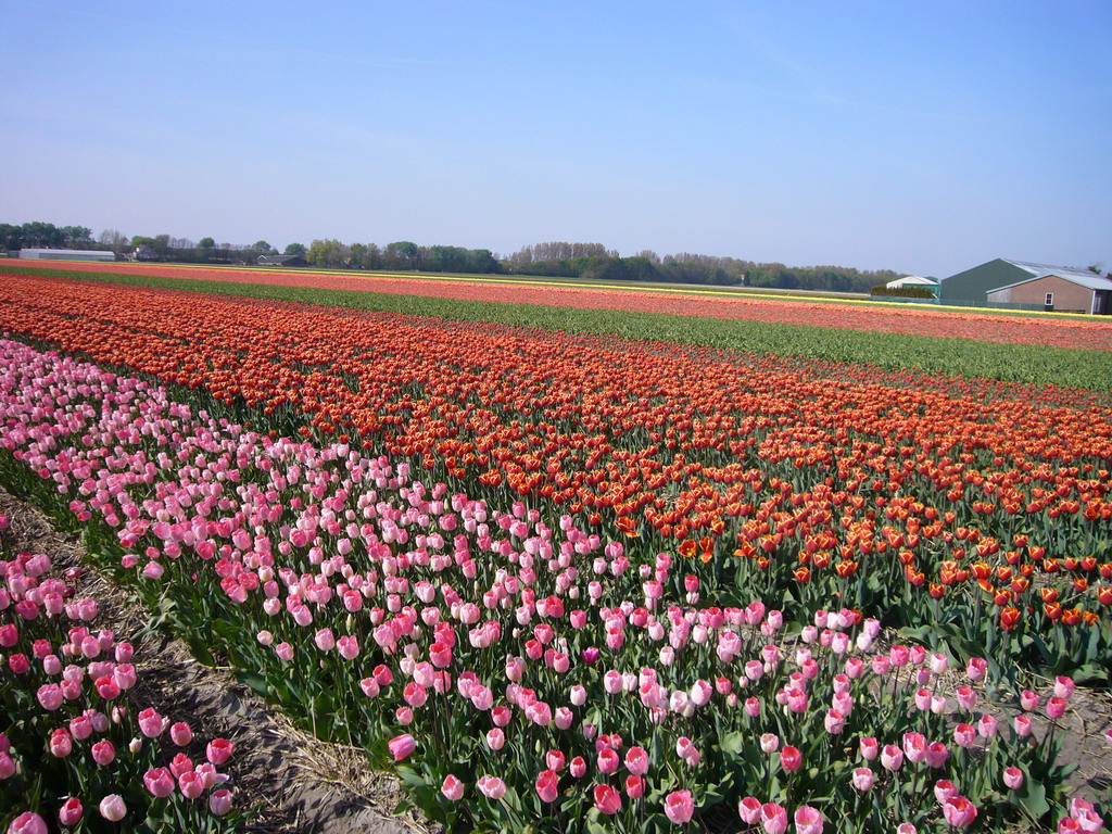 Field with pink, red and orange tulips near Lisse