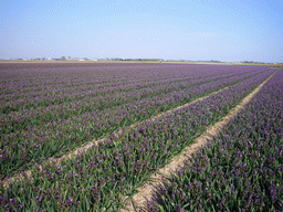 Field with purple flowers near Lisse