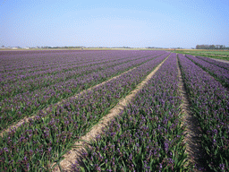 Field with purple flowers near Lisse