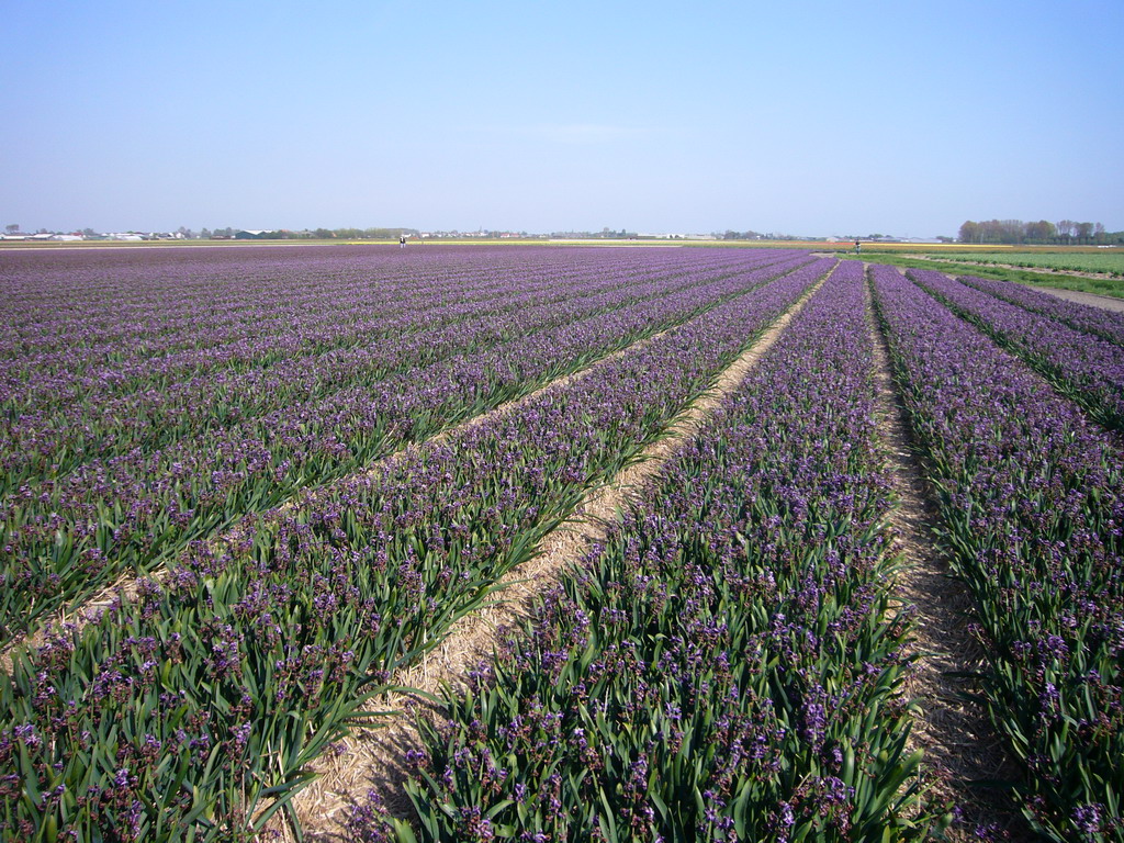 Field with purple flowers near Lisse