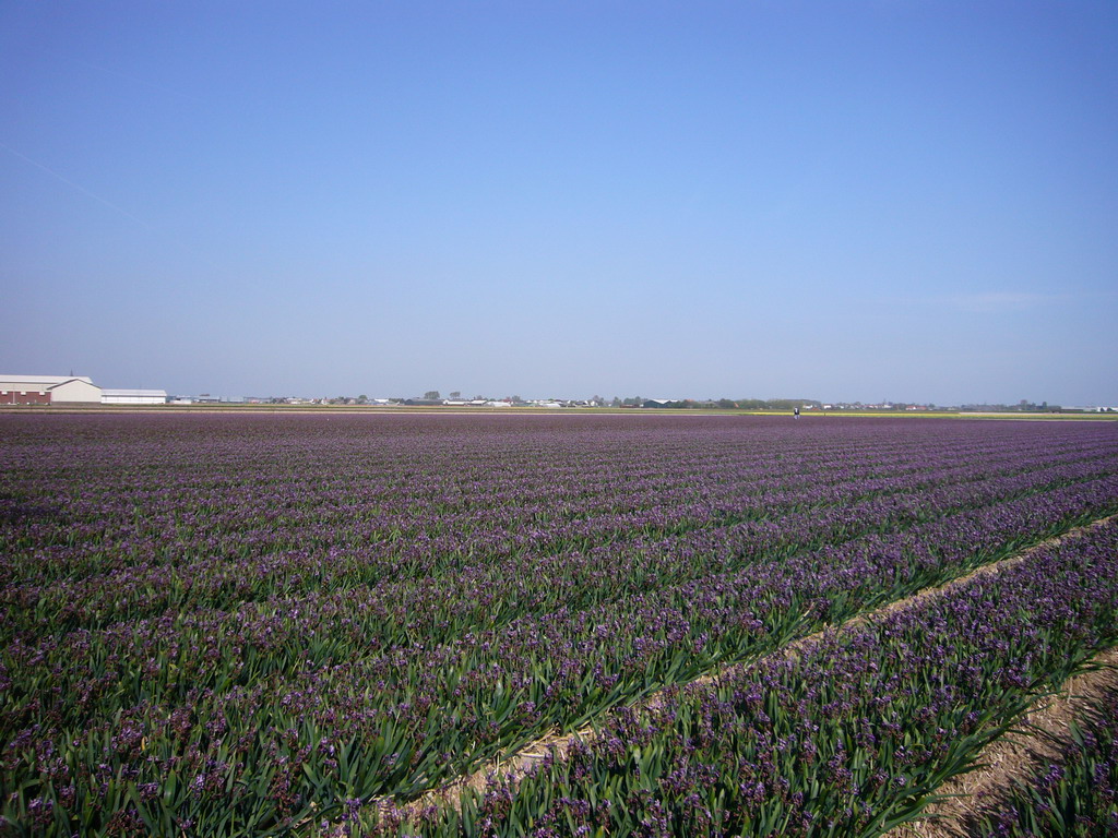 Field with purple flowers near Lisse