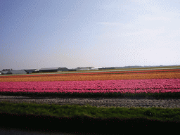 Canal and field with pink, orange and red tulips near Lisse