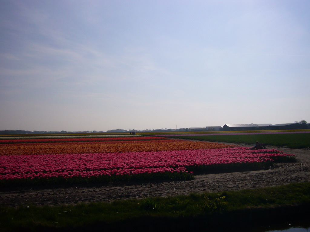 Canal and field with pink, orange and red tulips near Lisse