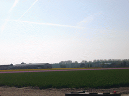 Field with purple and yellow flowers near Lisse