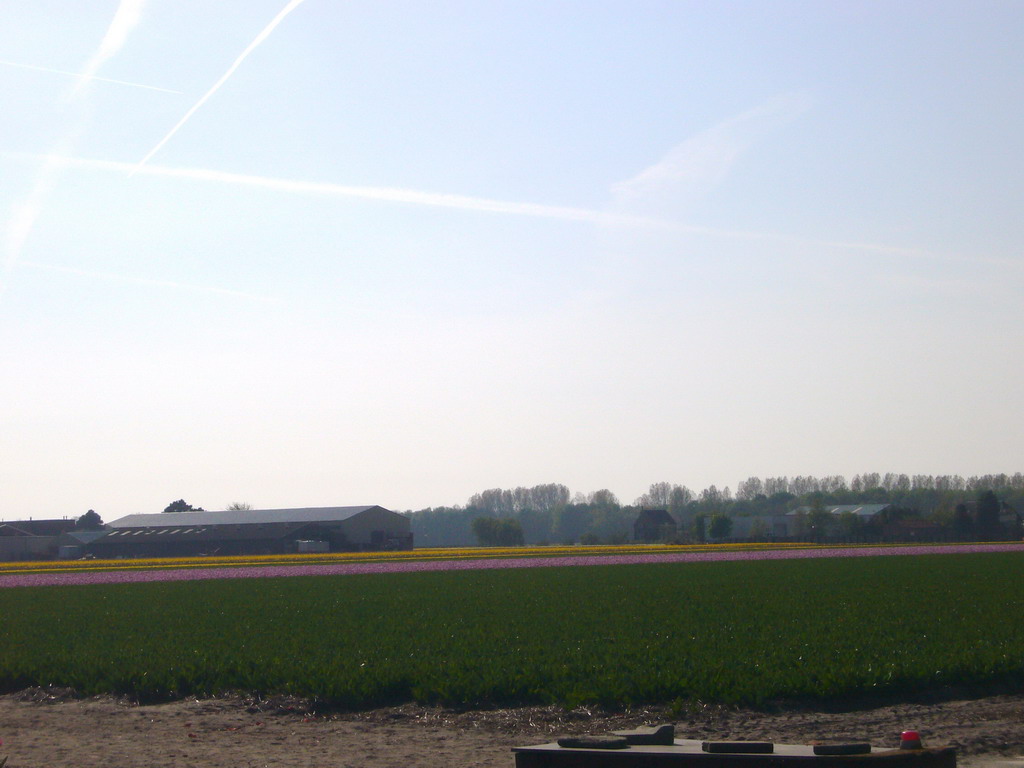 Field with purple and yellow flowers near Lisse