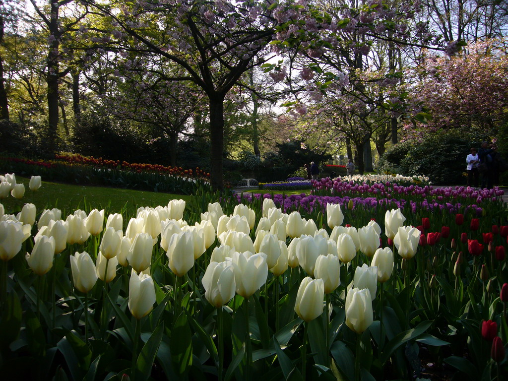 Flowers in many colours and a fountain in a grassland near the central lake of the Keukenhof park