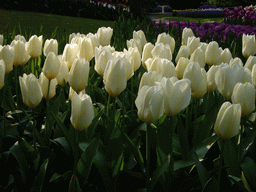 Flowers in many colours and a fountain in a grassland near the central lake of the Keukenhof park