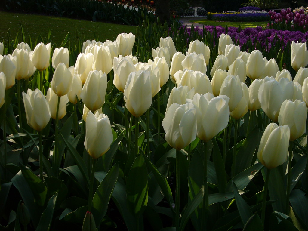 Flowers in many colours and a fountain in a grassland near the central lake of the Keukenhof park