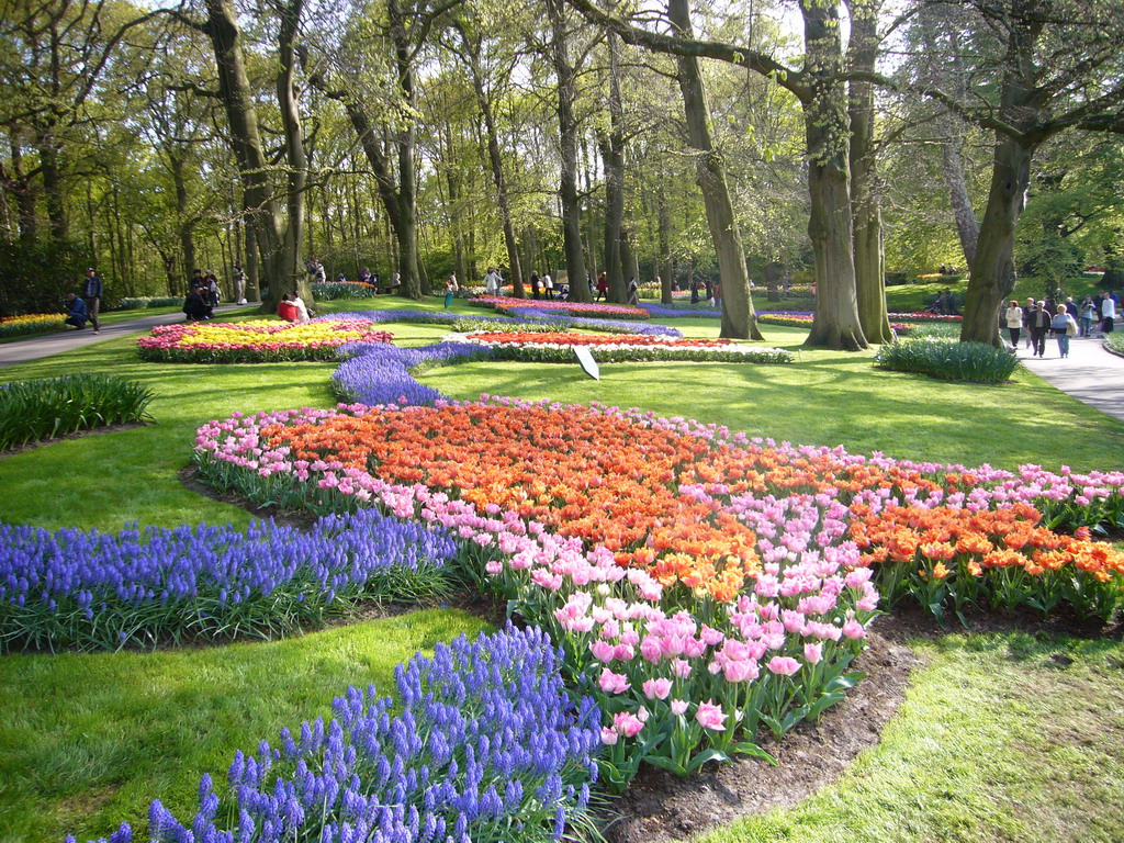 Flowers in many colours in a grassland near the central lake of the Keukenhof park