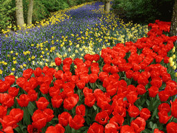 Red tulips and other flowers near the main entrance of the Keukenhof park