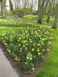 Flowers, grassland and a stream near the Juliana pavilion at the Keukenhof park