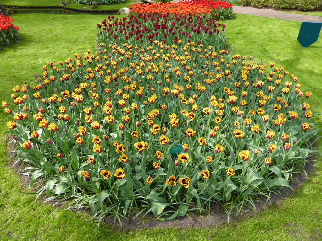 `Gavota` tulips and other flowers in a grassland near the Juliana pavilion at the Keukenhof park