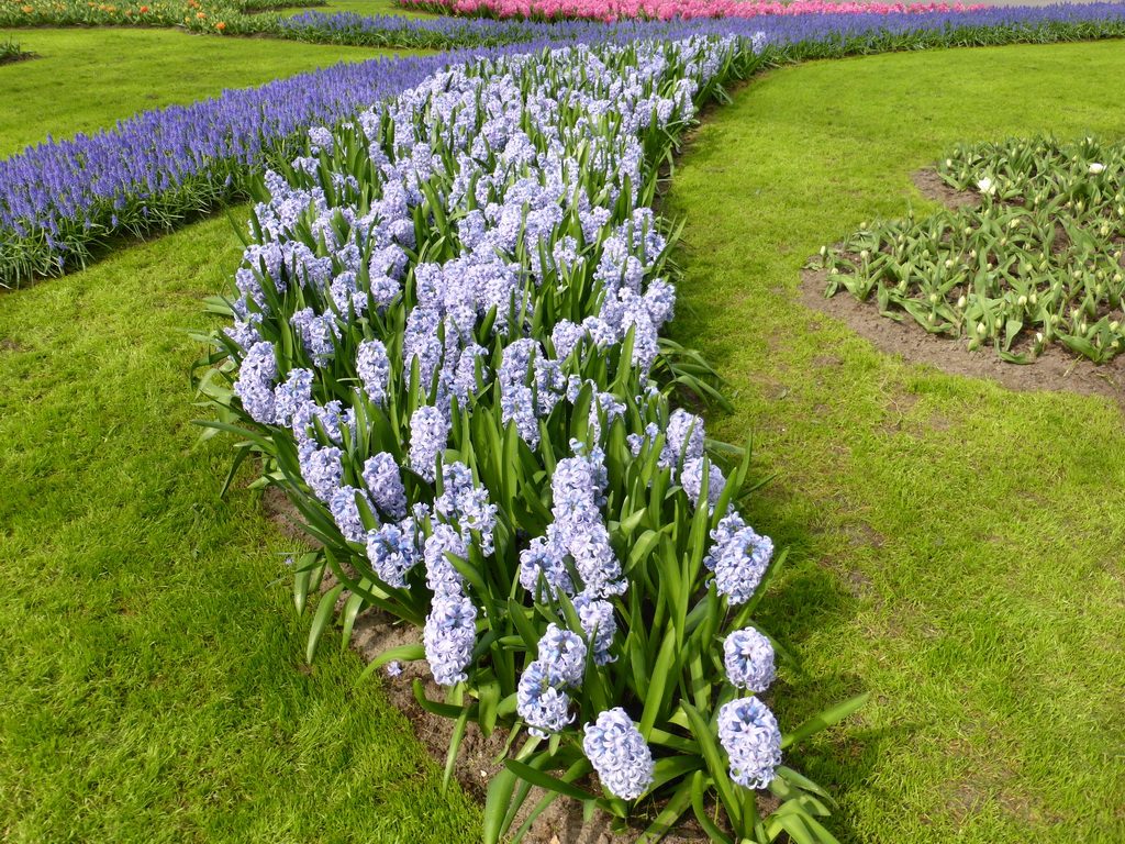 Flowers in a grassland near the central lake at the Keukenhof park