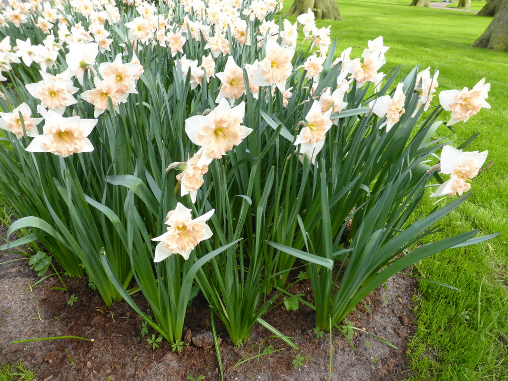 `Dear Love` daffodils in a grassland near the central lake at the Keukenhof park