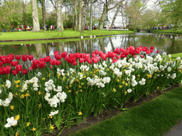 Red tulips, other flowers and the central lake at the Keukenhof park