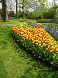 Orange-yellow tulips and other flowers in a grassland near the central lake at the Keukenhof park