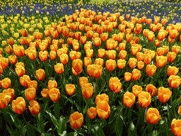 Orange-yellow tulips and other flowers in a grassland near the central lake at the Keukenhof park