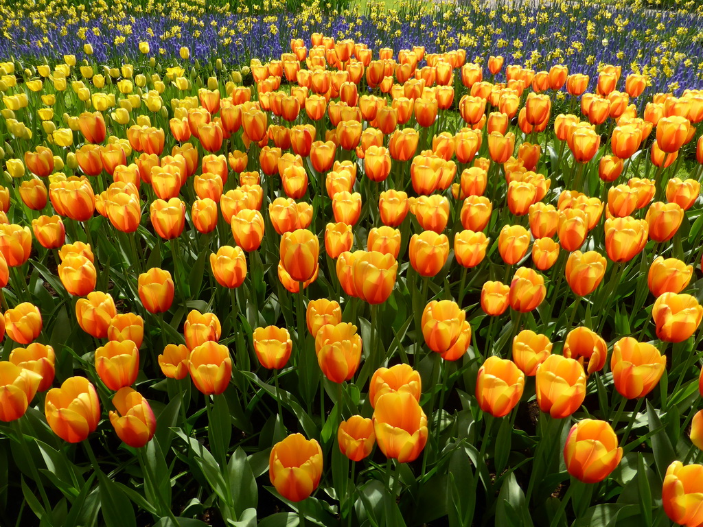 Orange-yellow tulips and other flowers in a grassland near the central lake at the Keukenhof park