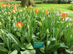 `Prins Claus` tulips in a grassland near the central lake at the Keukenhof park