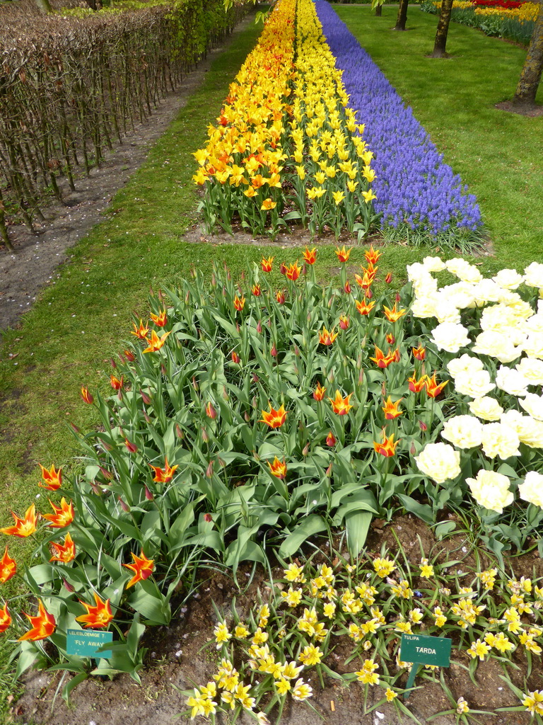 `Tarda` tulips, `Fly Away` lily-flowered tulips and other flowers in a grassland near the Oranje Nassau pavilion at the Keukenhof park