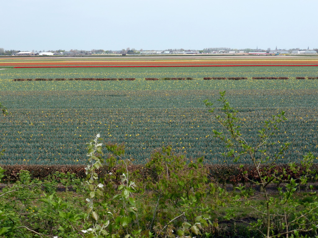 Flower fields to the northeast side of the Keukenhof park, viewed from the viewing point near the Oranje Nassau pavilion