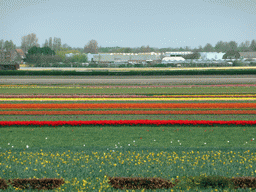 Flower fields to the northeast side of the Keukenhof park, viewed from the viewing point near the Oranje Nassau pavilion