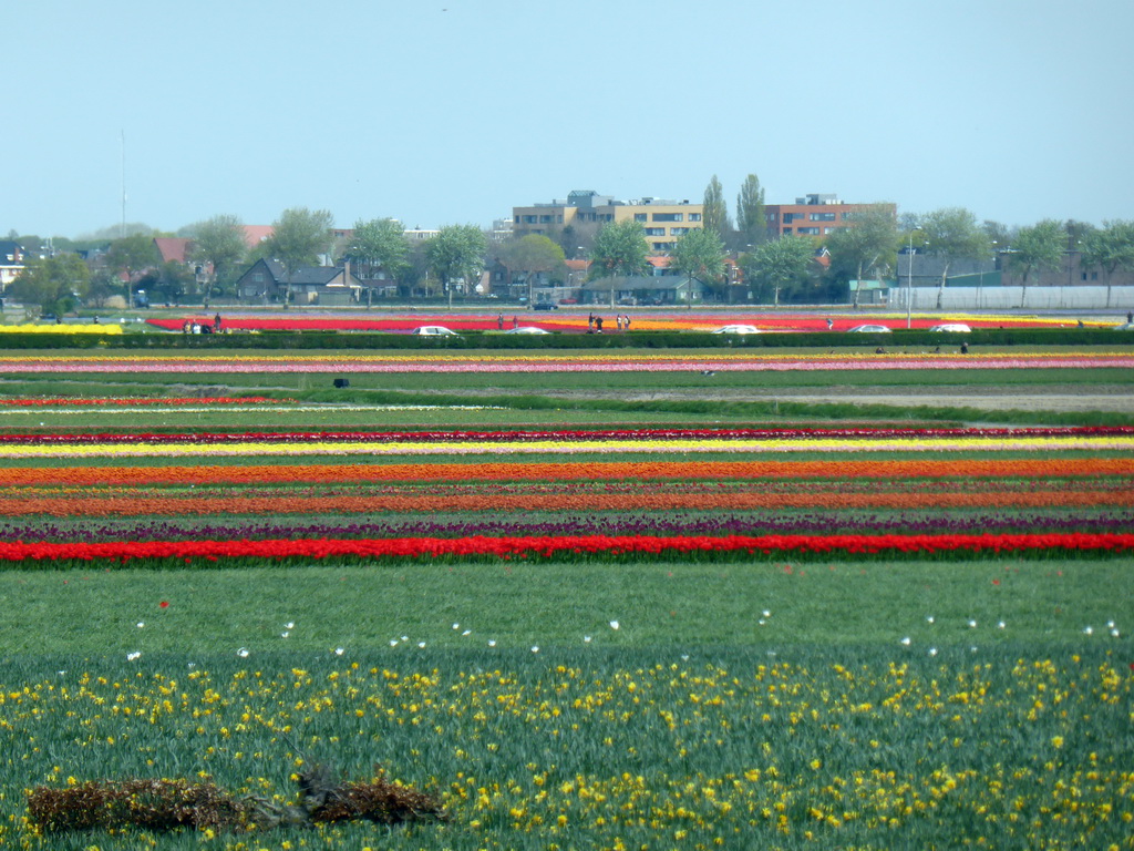 Flower fields to the northeast side of the Keukenhof park, viewed from the viewing point near the Oranje Nassau pavilion