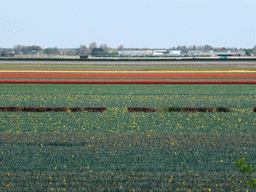 Flower fields to the northeast side of the Keukenhof park, viewed from the viewing point near the Oranje Nassau pavilion