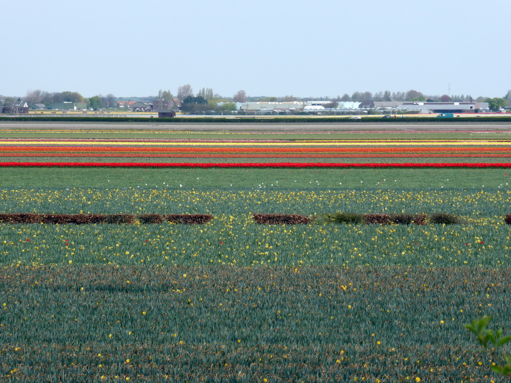 Flower fields to the northeast side of the Keukenhof park, viewed from the viewing point near the Oranje Nassau pavilion