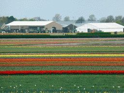 Flower fields to the northeast side of the Keukenhof park, viewed from the viewing point near the Oranje Nassau pavilion