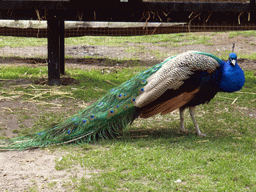 Peacock at the petting zoo at the Keukenhof park