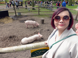 Miaomiao and pigs at the petting zoo at the Keukenhof park