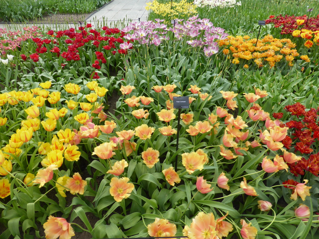 Red, pink and yellow tulips and other flowers in the Willem-Alexander pavilion at the Keukenhof park