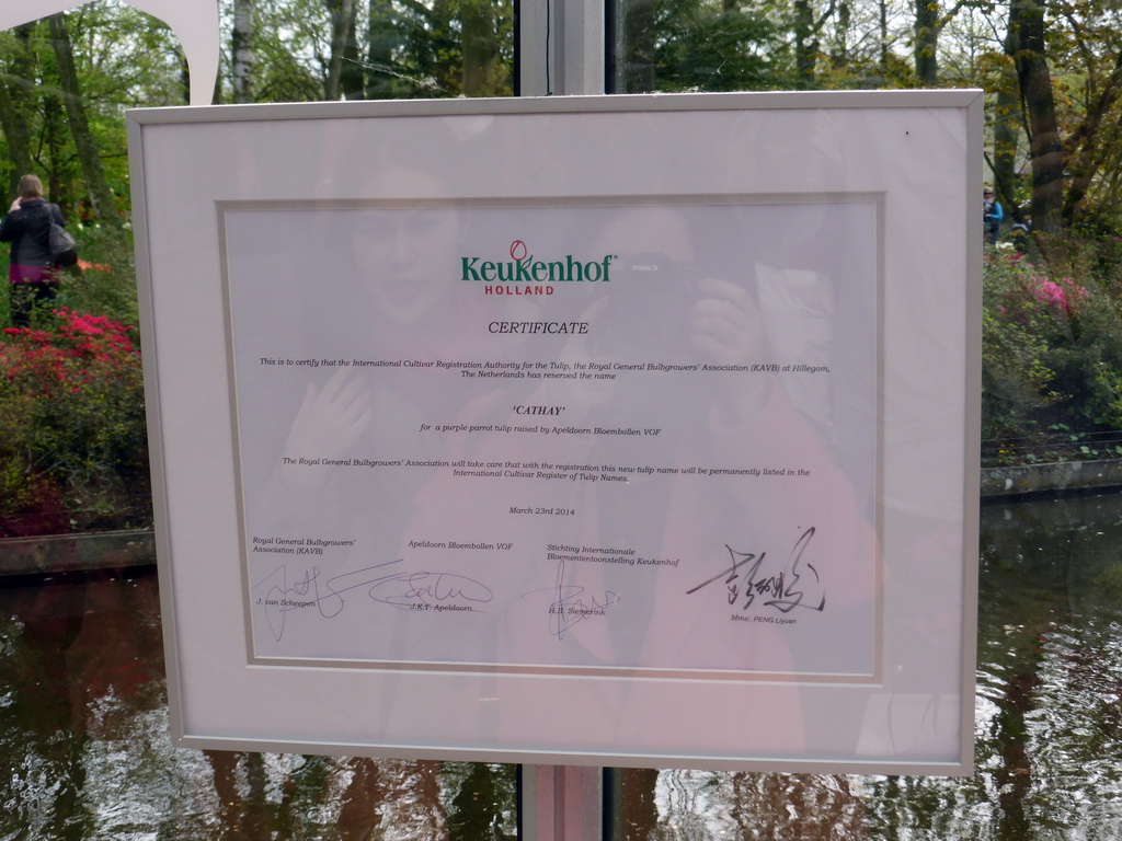 Certificate from the Royal General Bulbgrowers` Association for the `Cathay` tulip, in the Willem-Alexander pavilion at the Keukenhof park