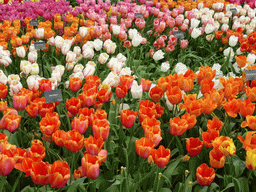 `Avignon` tulips and other tulips in the Willem-Alexander pavilion at the Keukenhof park