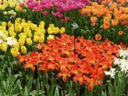 Red, yellow, orange, purple and white flowers in the Willem-Alexander pavilion at the Keukenhof park