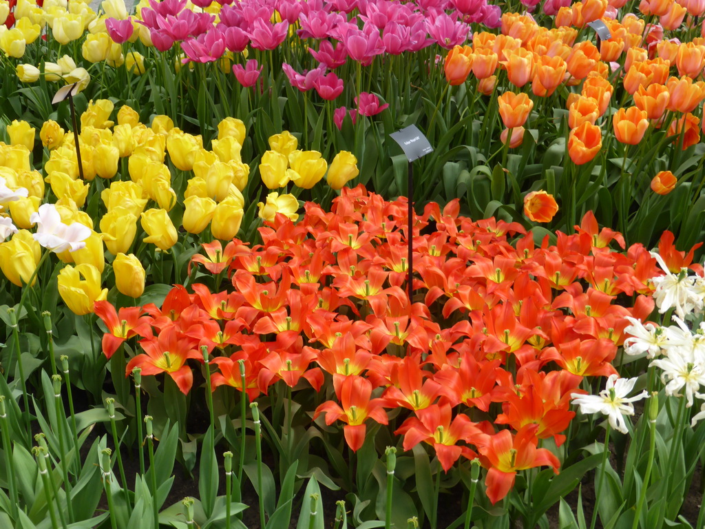 Red, yellow, orange, purple and white flowers in the Willem-Alexander pavilion at the Keukenhof park