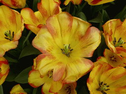 Yellow-red tulips in the Willem-Alexander pavilion at the Keukenhof park